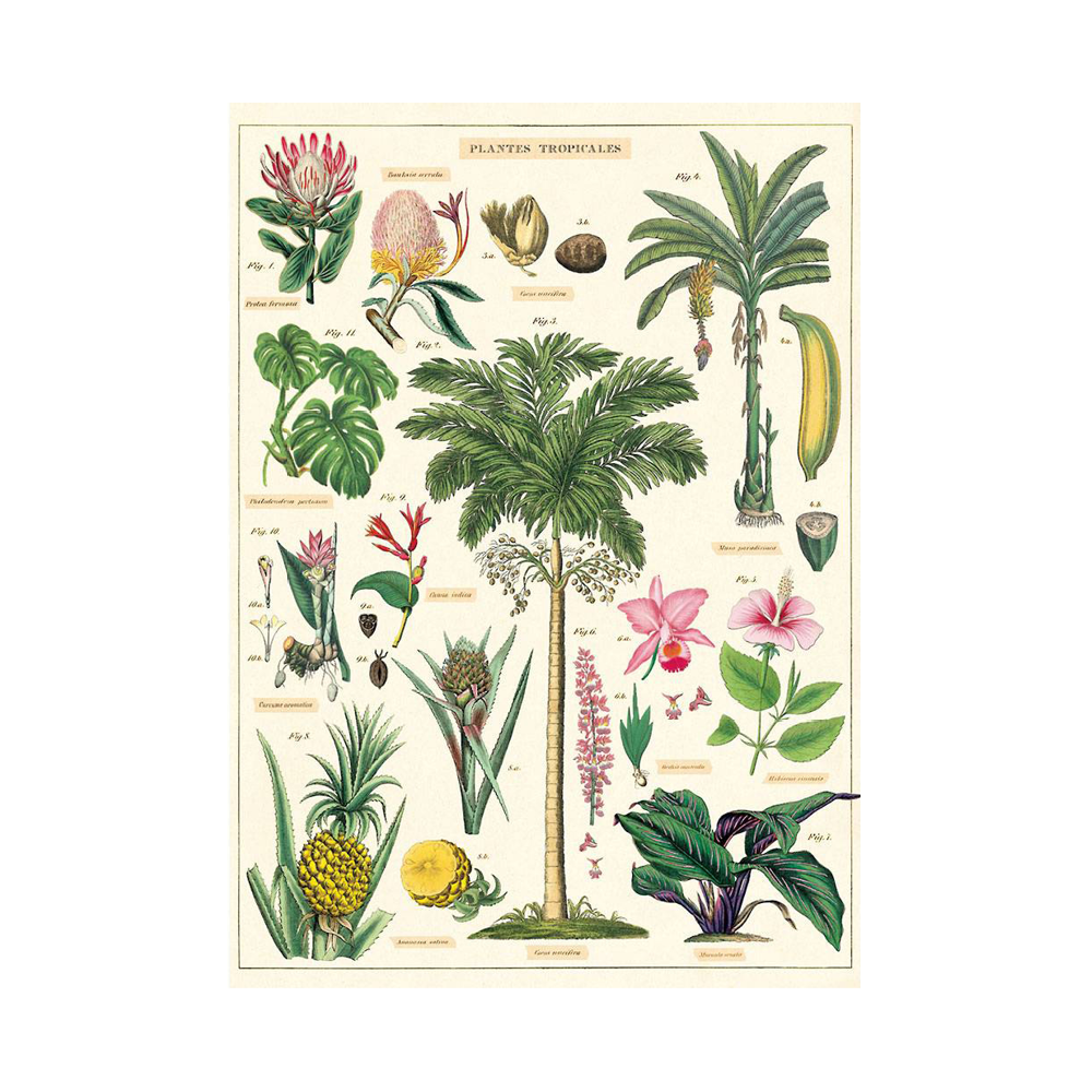 8 Top Tropical Plants Poster — Kaufmannsladen