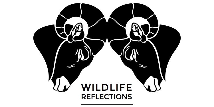Wildlife Reflections