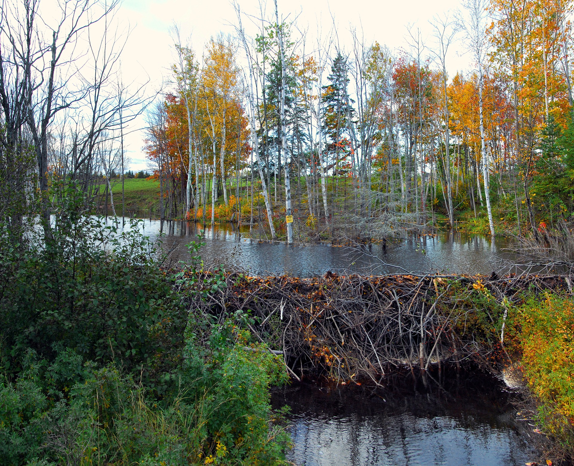 beaver-2397083_1920.jpg
