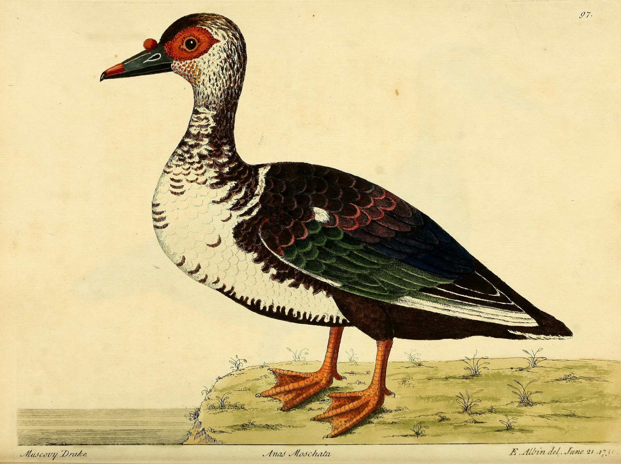 duck.jpg