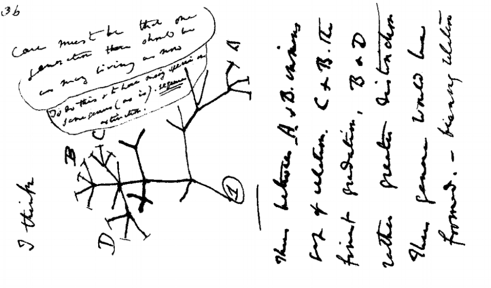 Darwin_tree.png