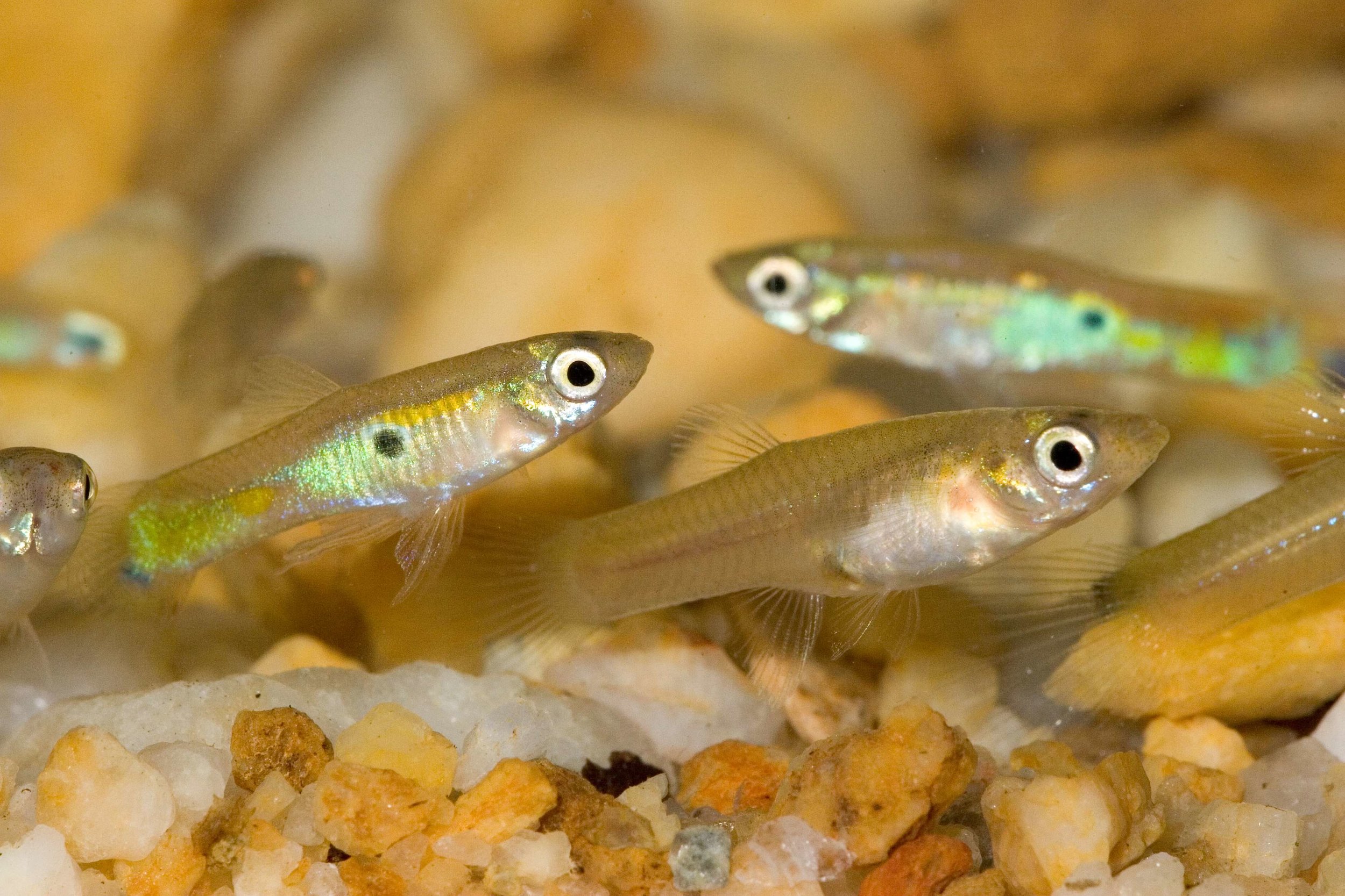 guppies_by_Pierson_Hill-2.jpg