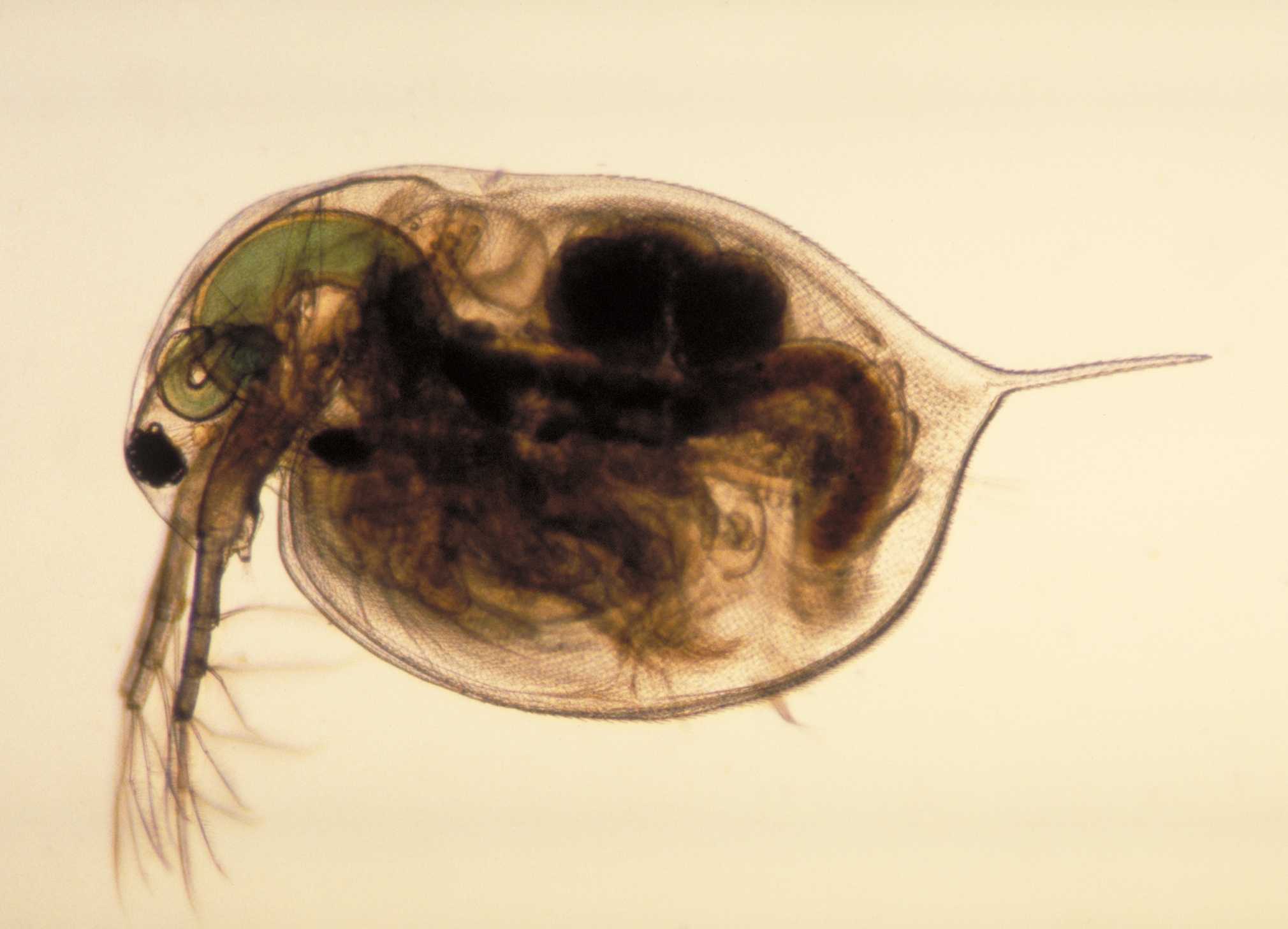 Daphnia_magna.png