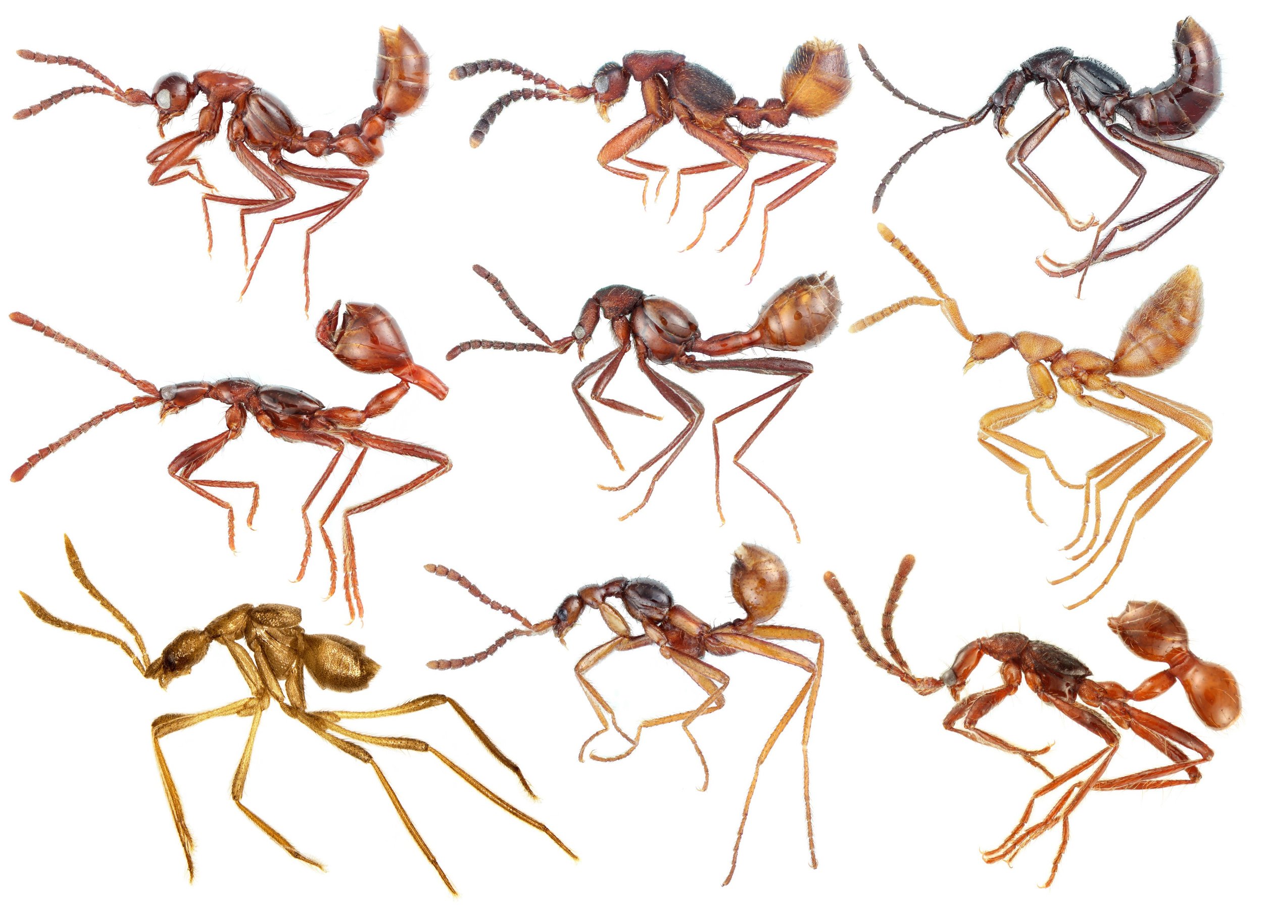 pic ants.jpg