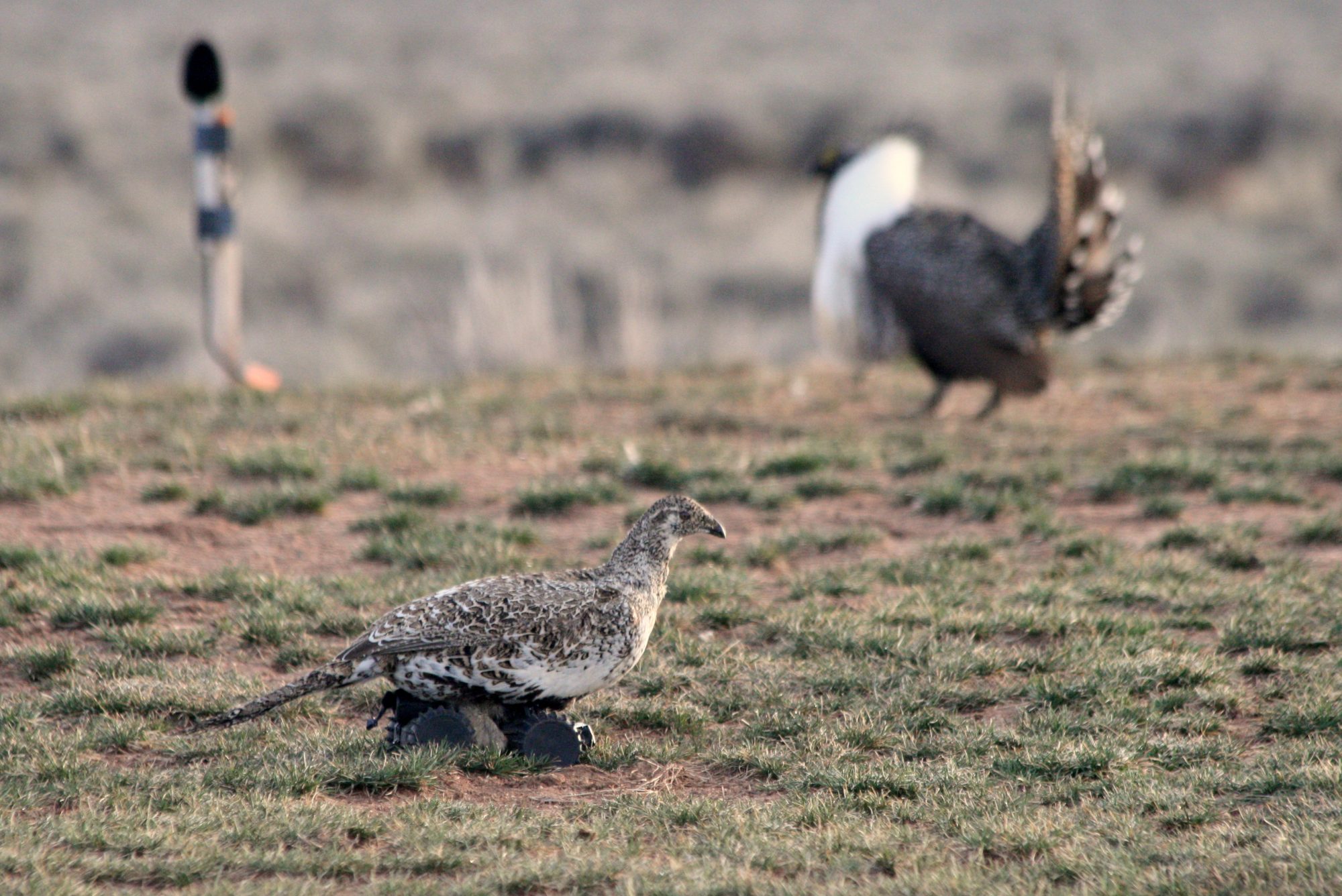 sage_grouse_5.jpg
