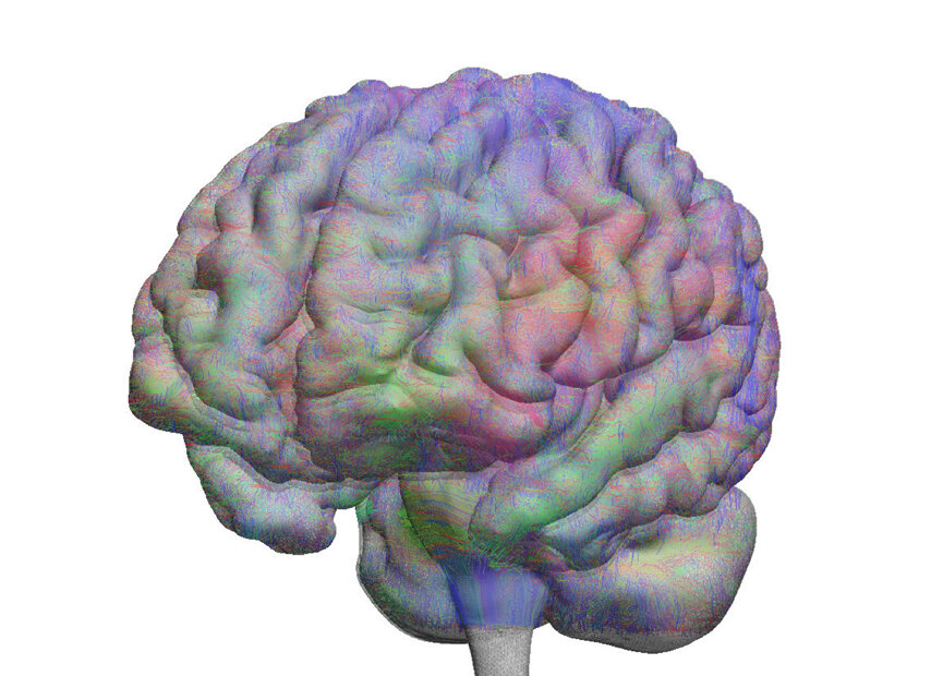 Churchland_brain.jpg