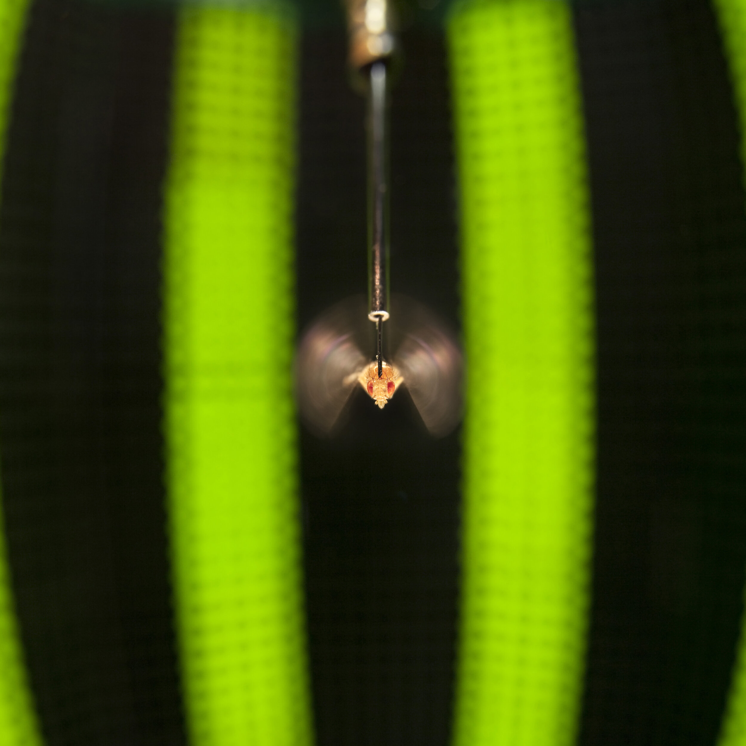 A_fly_in_LED_arena.jpg