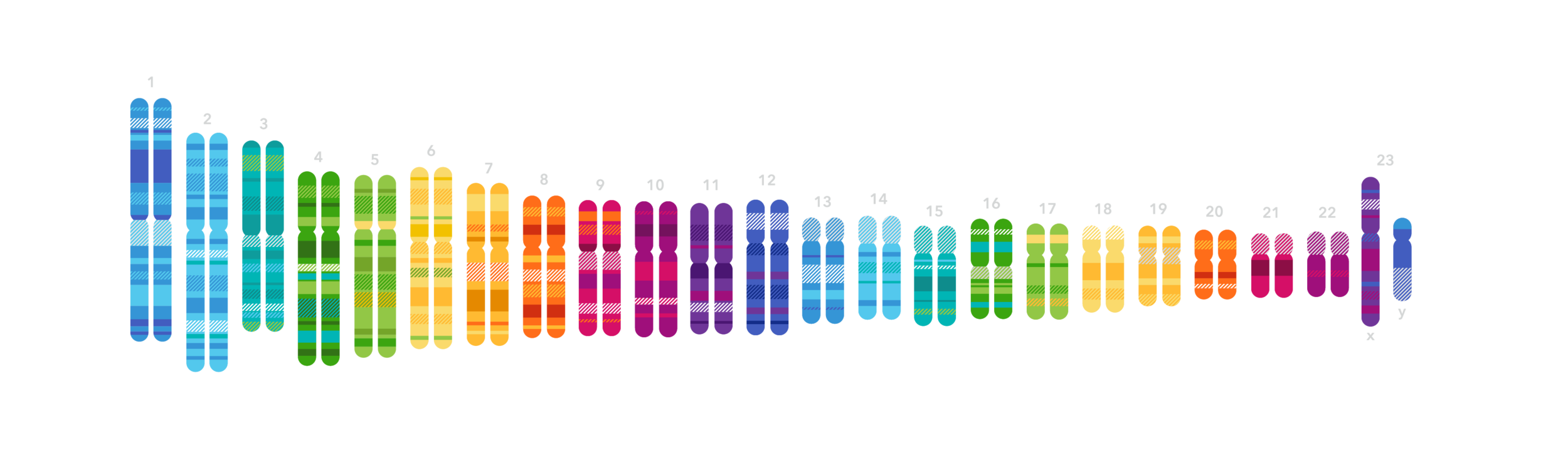 23andMechromosomes.png