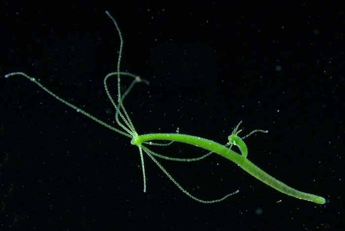 Hydra_viridissima2.jpg