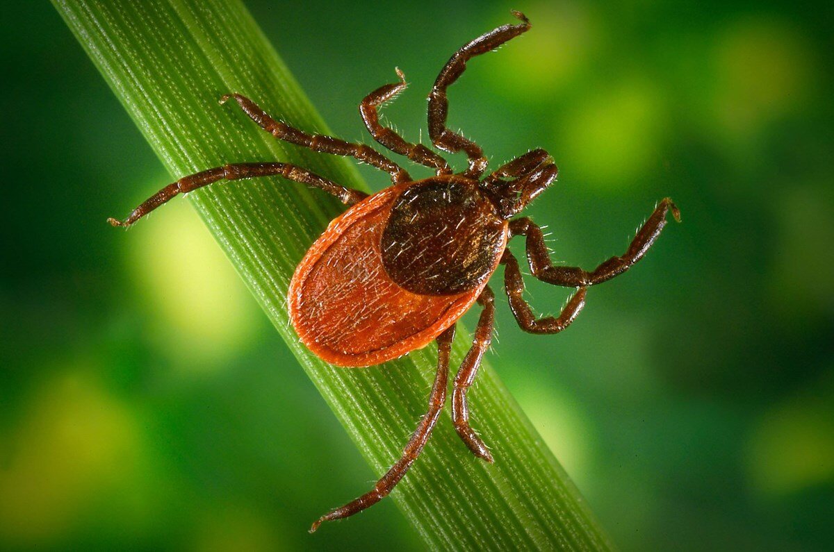Tick_NPS.jpg