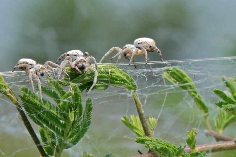 socialspiders.jpg