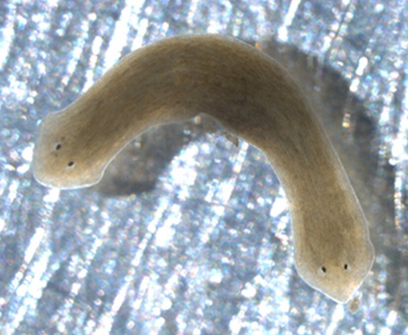 Two_headed_Dugesia_japonica.jpg