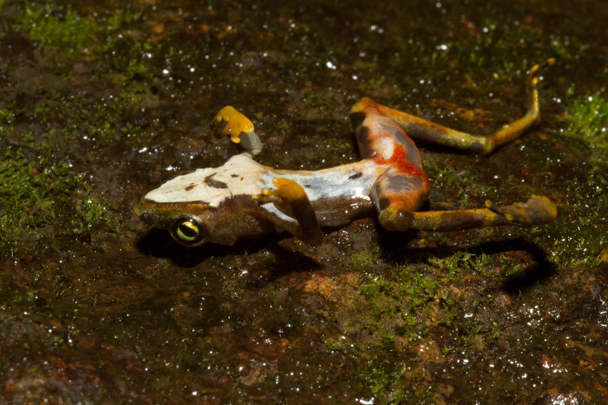 Frog_flickr.jpg