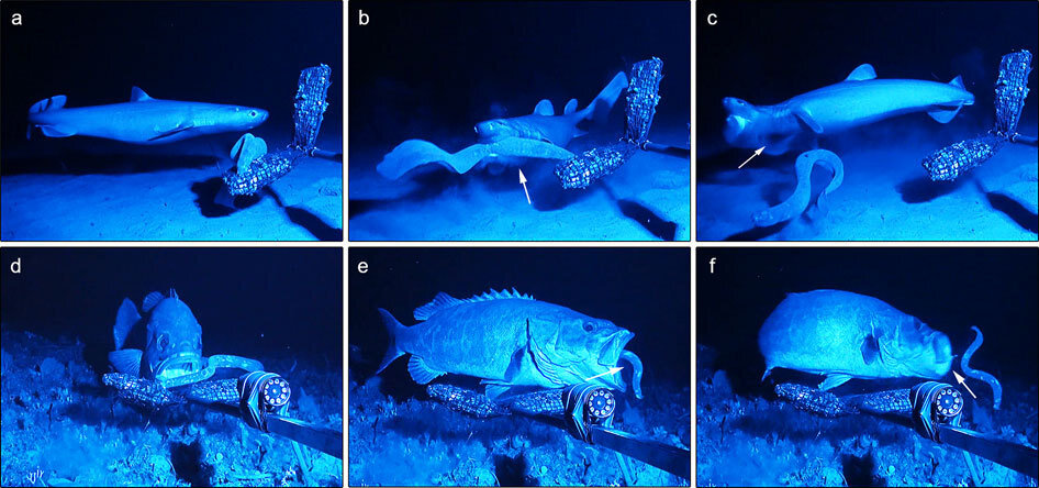 Hagfish_Slime_Predator_Deterrence.jpg