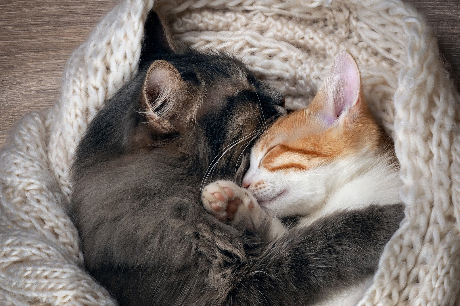 Кошки в обнимку под одеялом