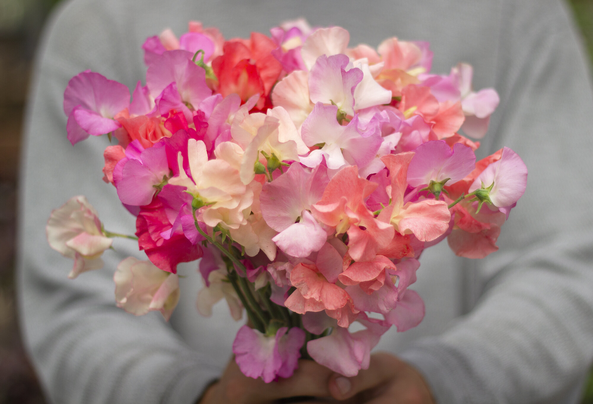 2020 Sweet Pea Bouquet Subscription Scattered Seeds A Flower Farm