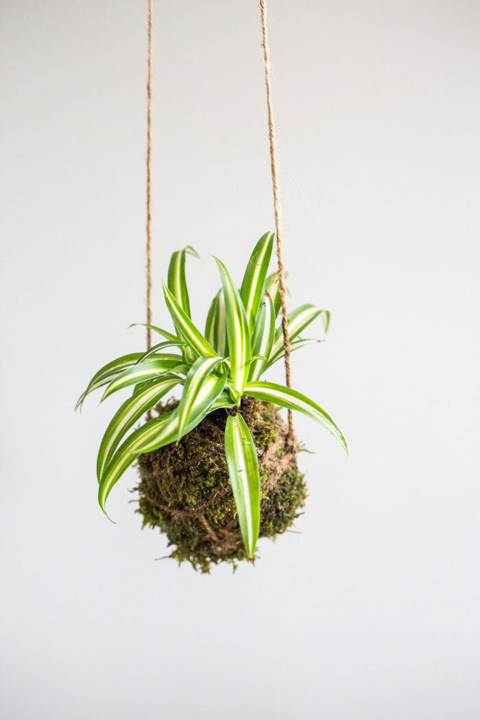 Kokedama Ball - Hanging houseplant - String Garden — Sir Milky Quartz