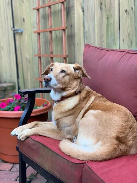 piper.jpg.