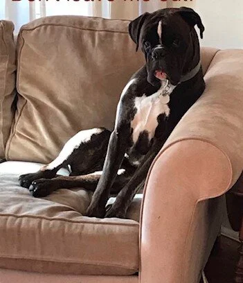 Samson2.jpg.