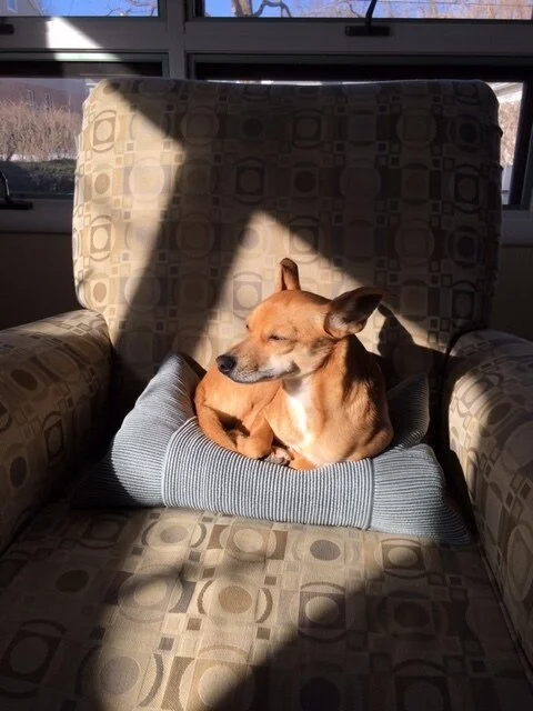 狗.jpg.