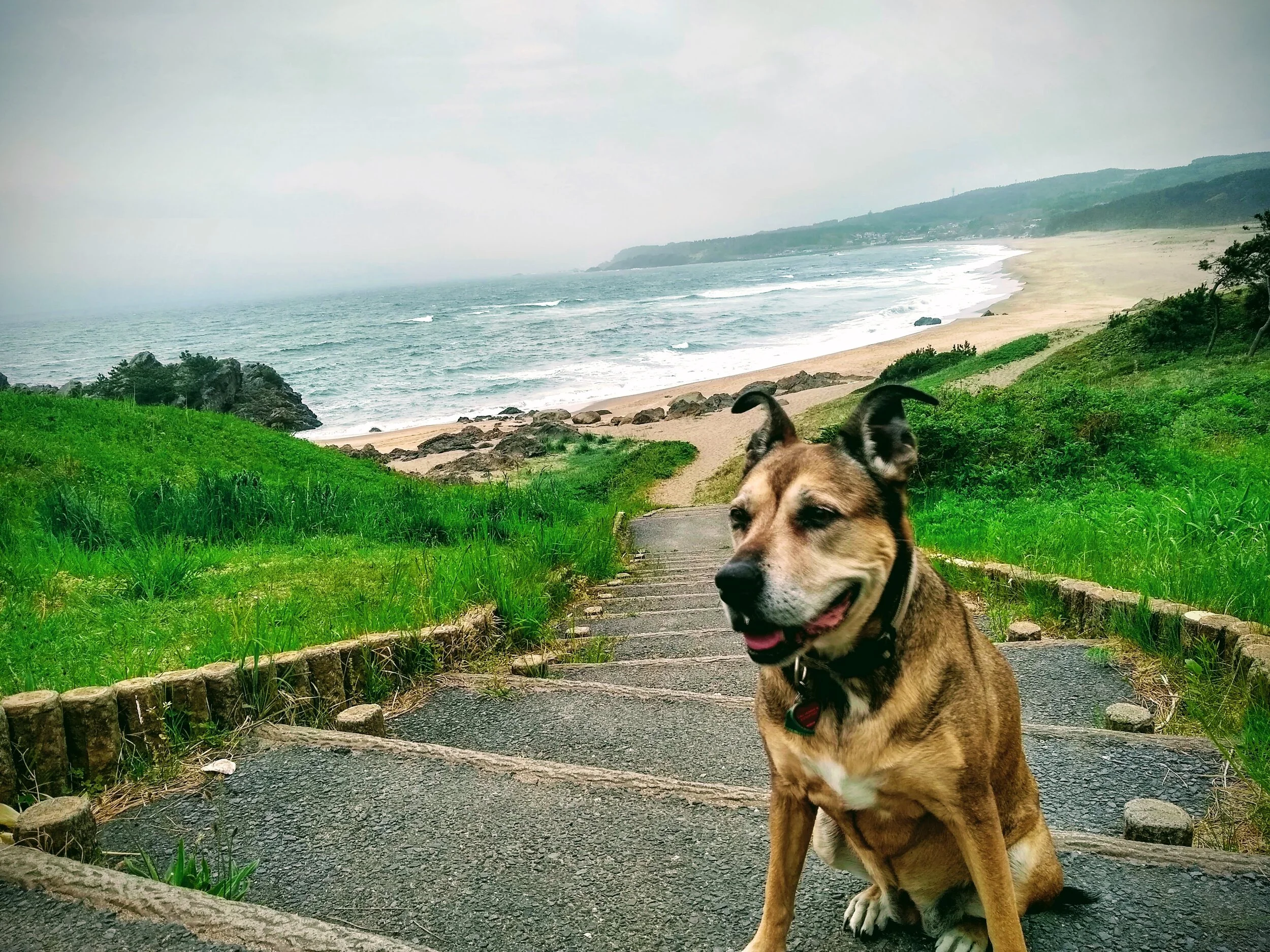 lucy.jpg.