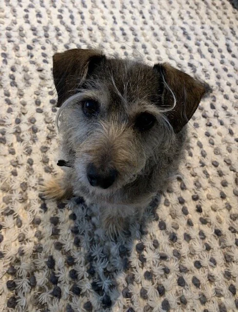 daisy.jpg.