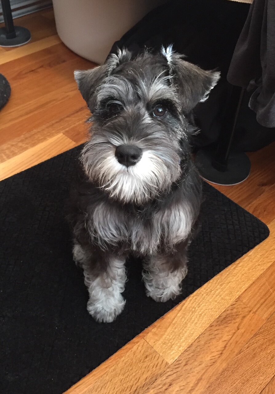 dog.jpeg.