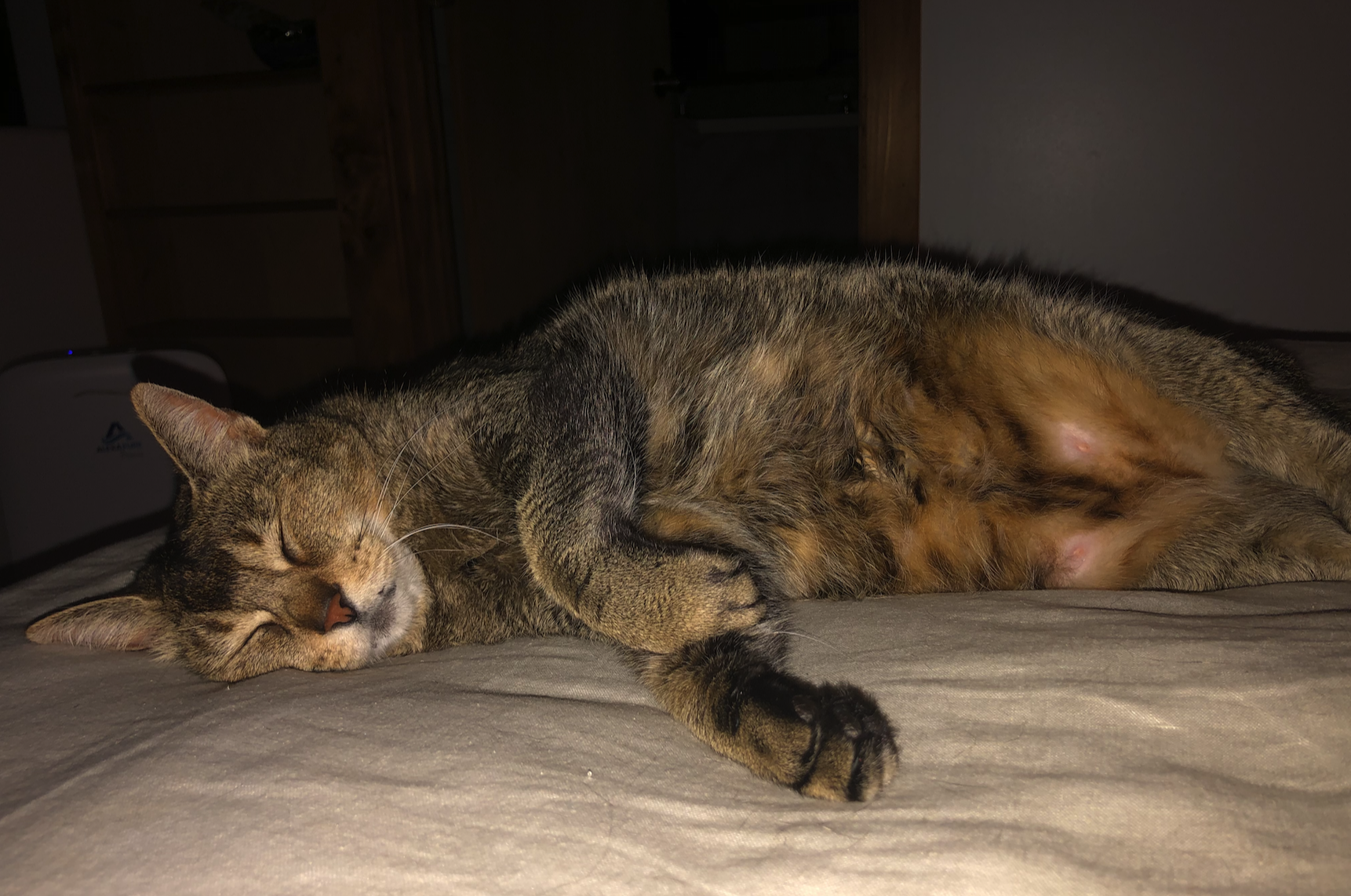 cat.png.