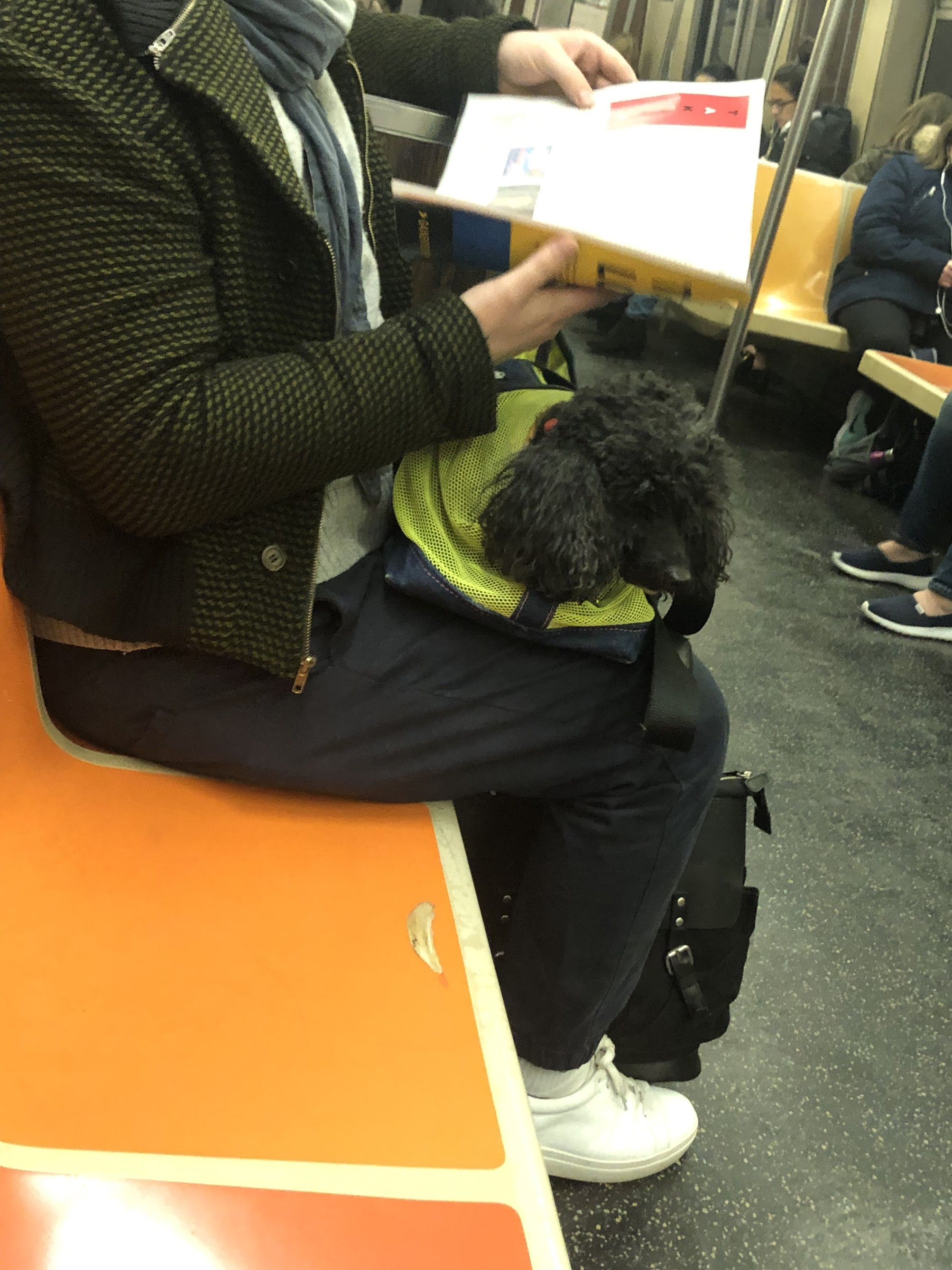 狗在bag.png