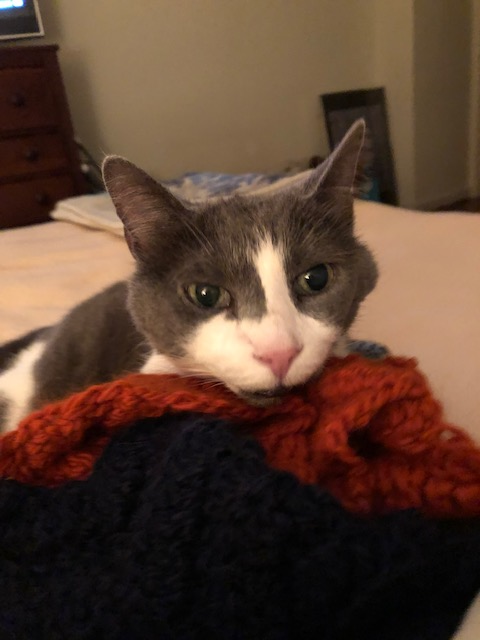 Cat.jpg.