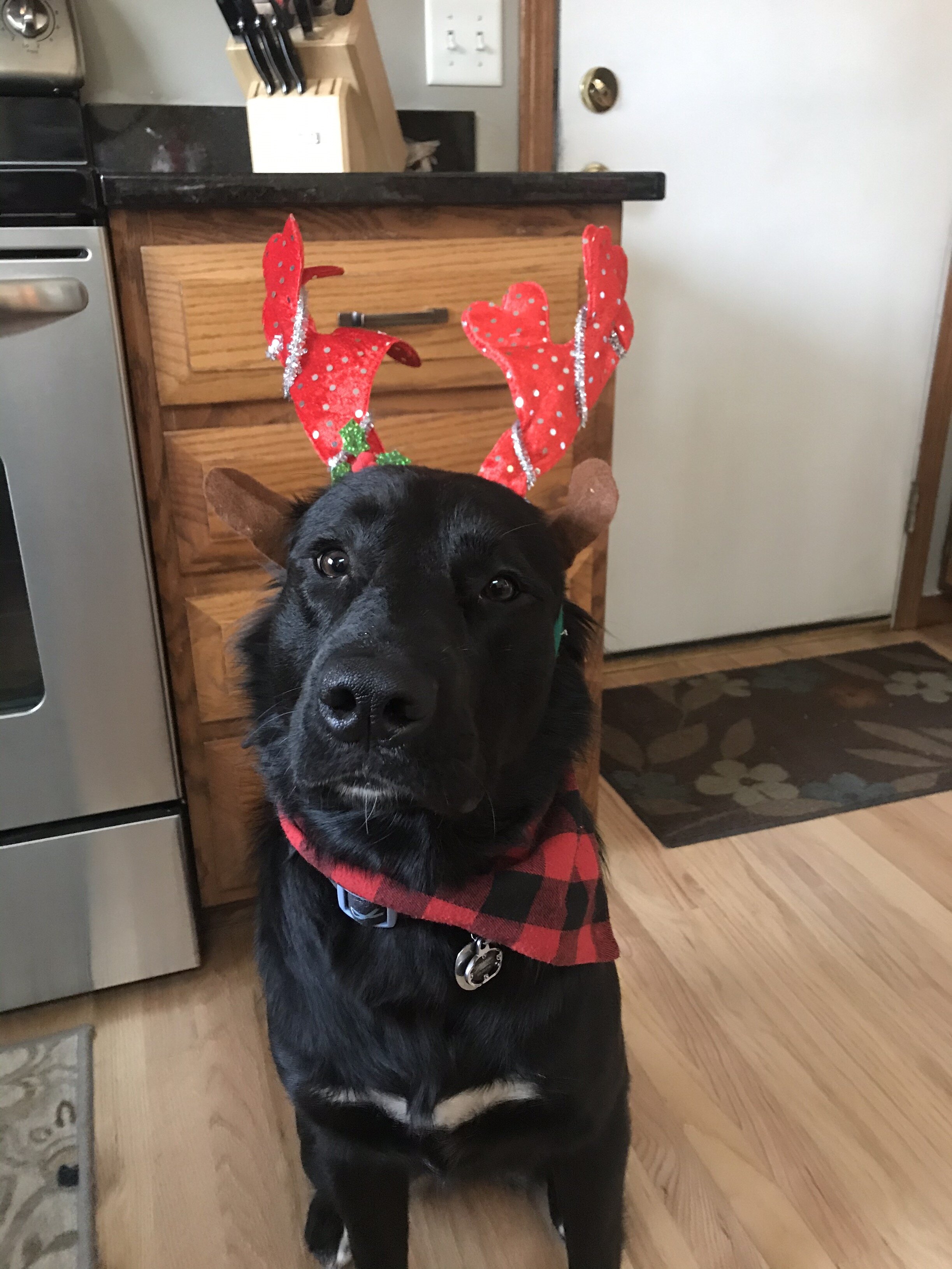 dog.jpeg.