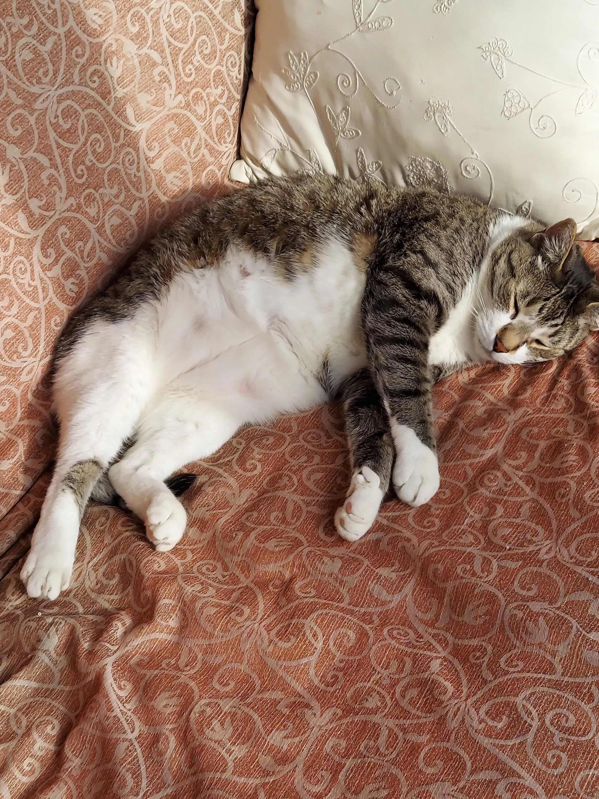 猫5.jpg.