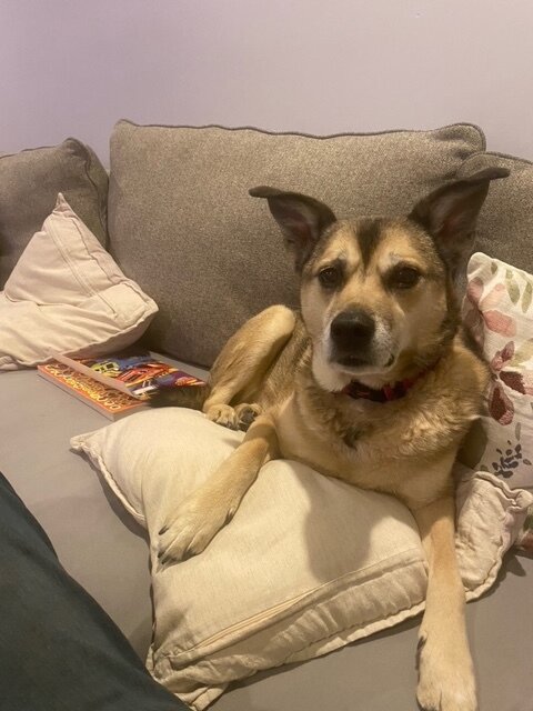 dog.jpeg.