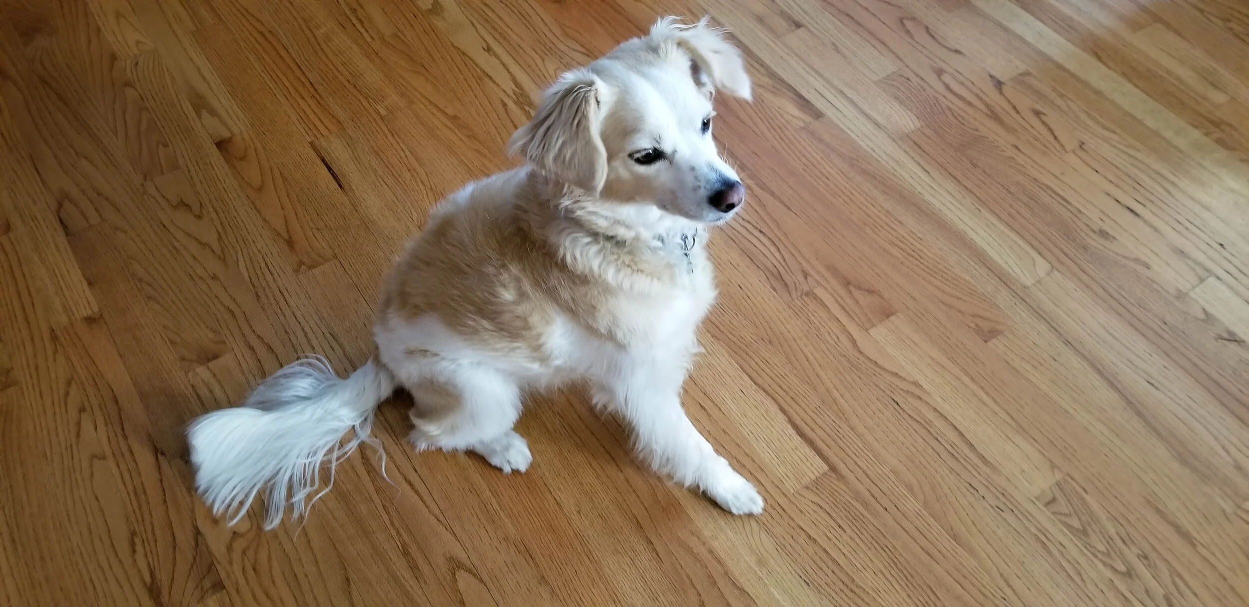 dog2.jpg.