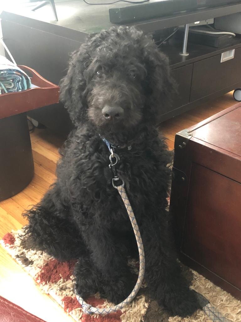 dog3.jpeg.