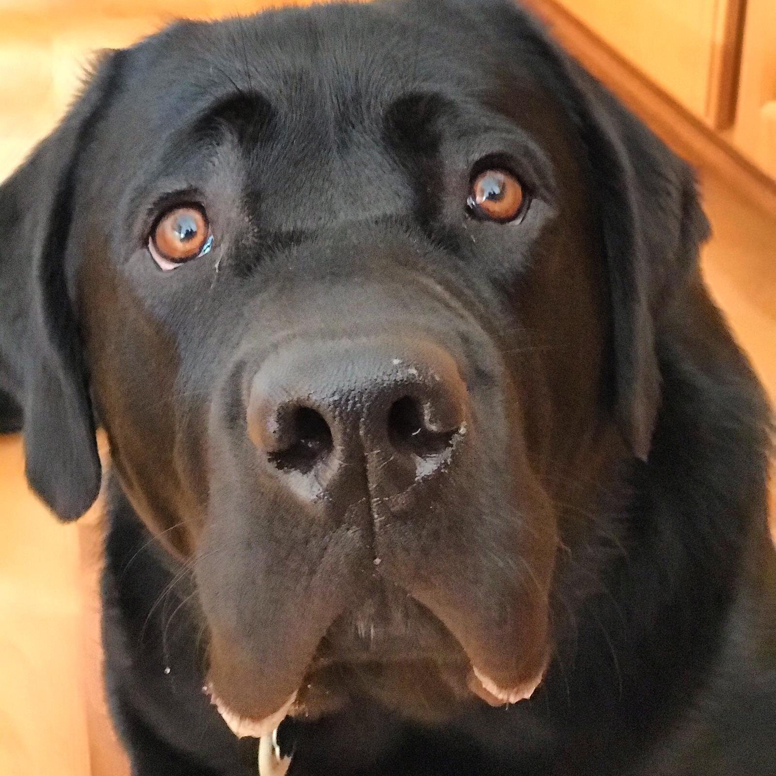 dog.jpeg.