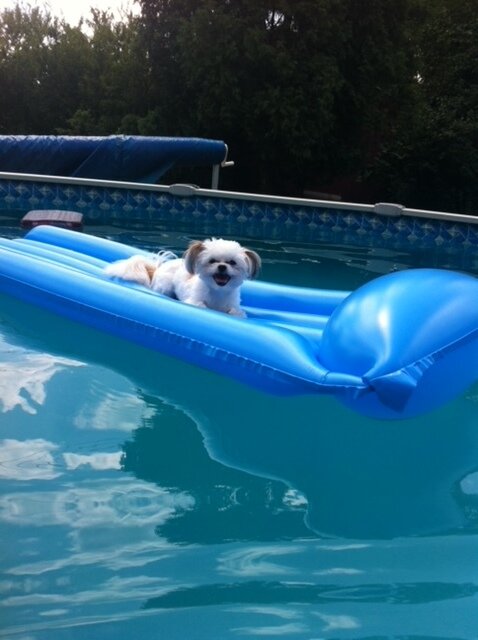 dog.jpeg.