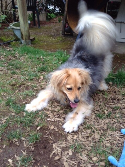 dog.jpeg.