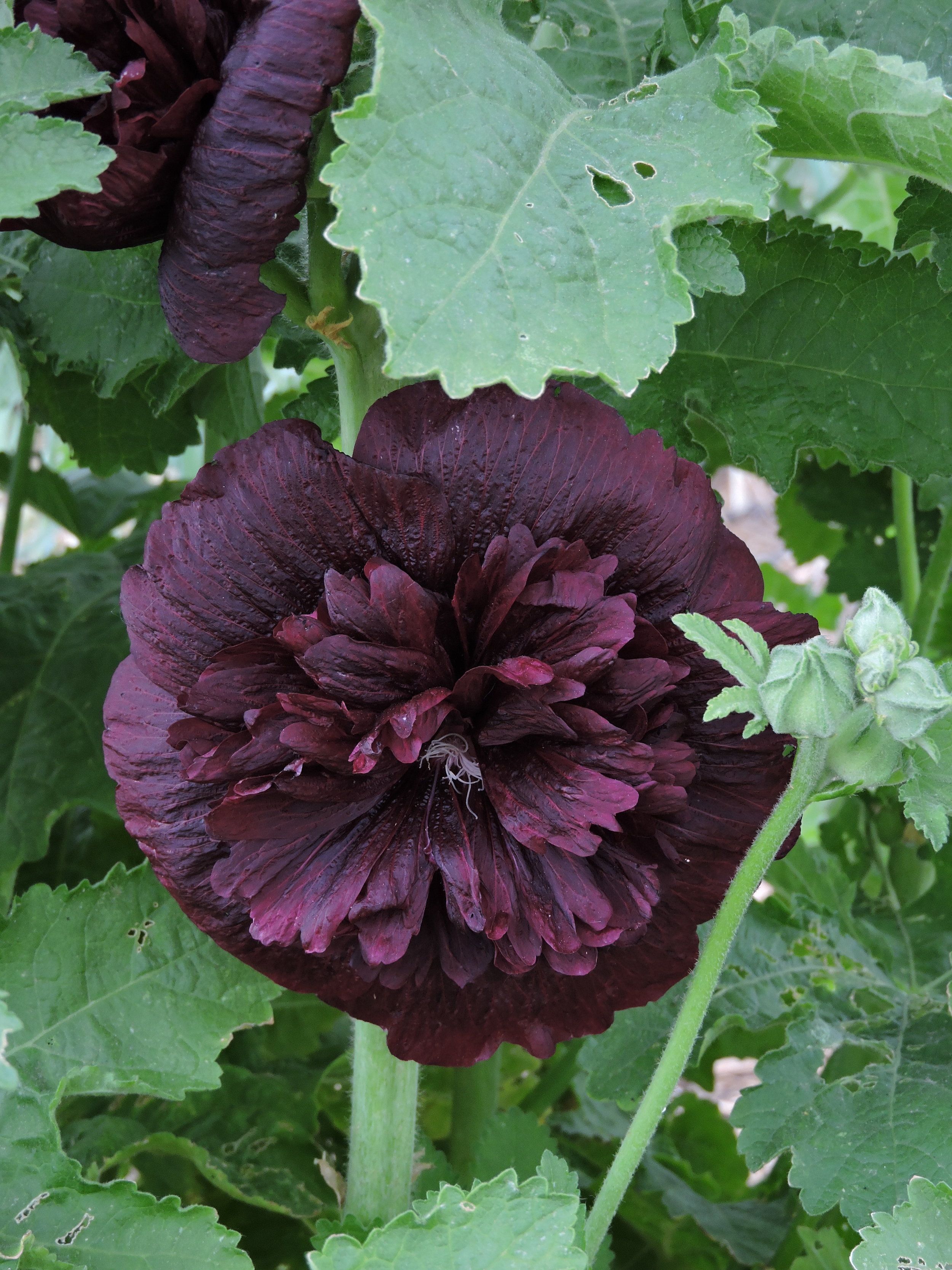 Double Black Hollyhock Grand Prismatic Seed