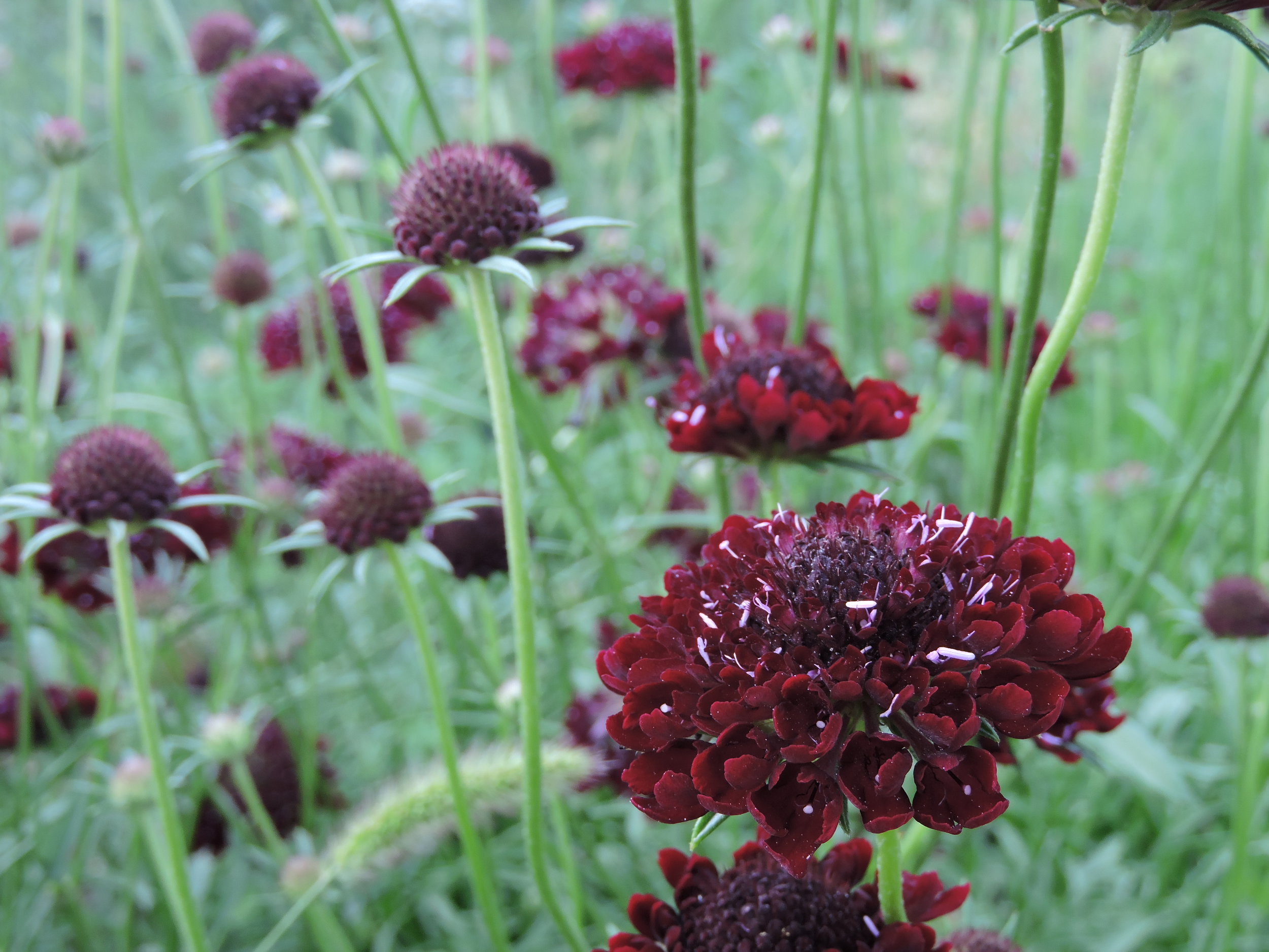 Black Knight Scabiosa Grand Prismatic Seed
