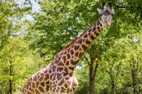 Nashville Zoo Client Success