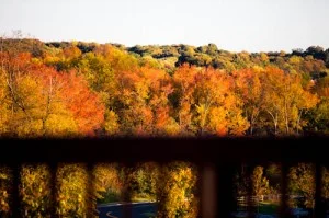 Fall from my window