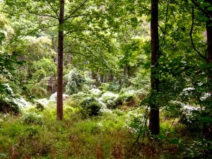 Patapsco Hike-5