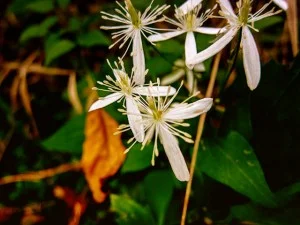 Patapsco Hike-6