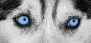 Blue-Eyes-680x325