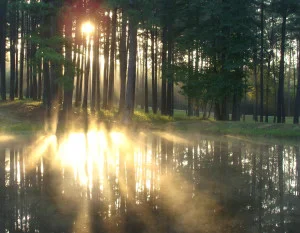 Mist