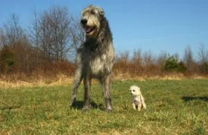 Irish Wolfhound[1]