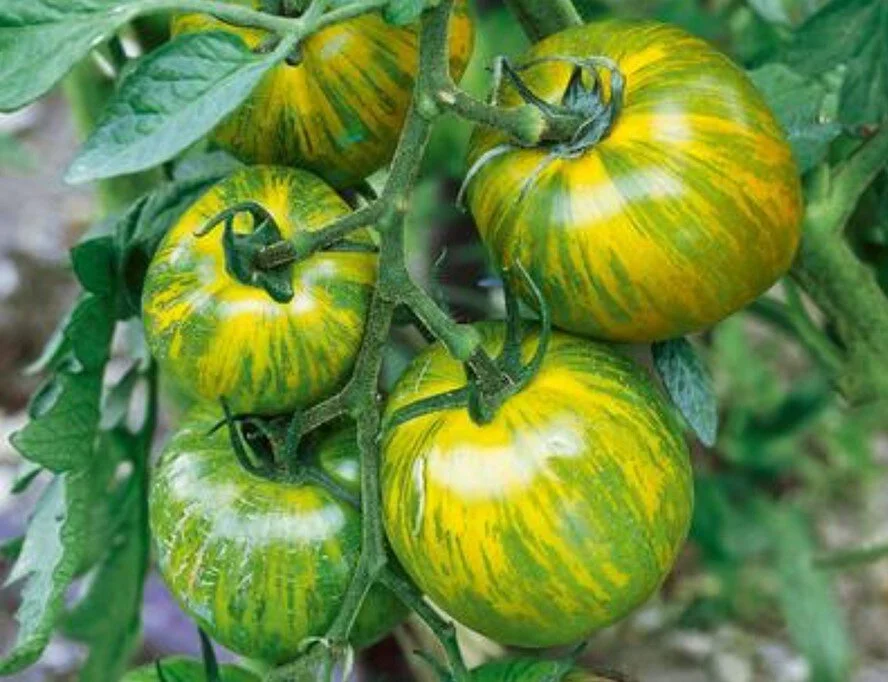 Green Zebra Tomato Seed — DaddyGarden