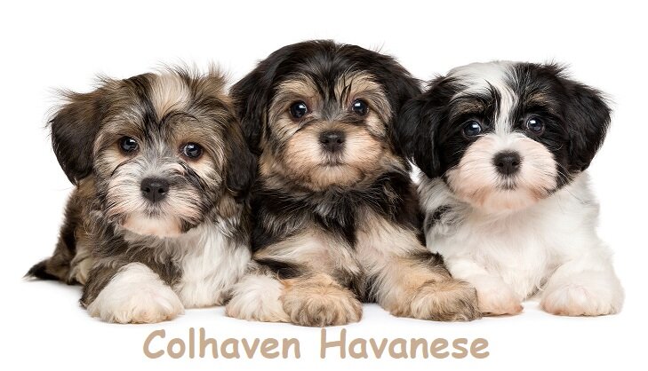 Colhaven Havanese