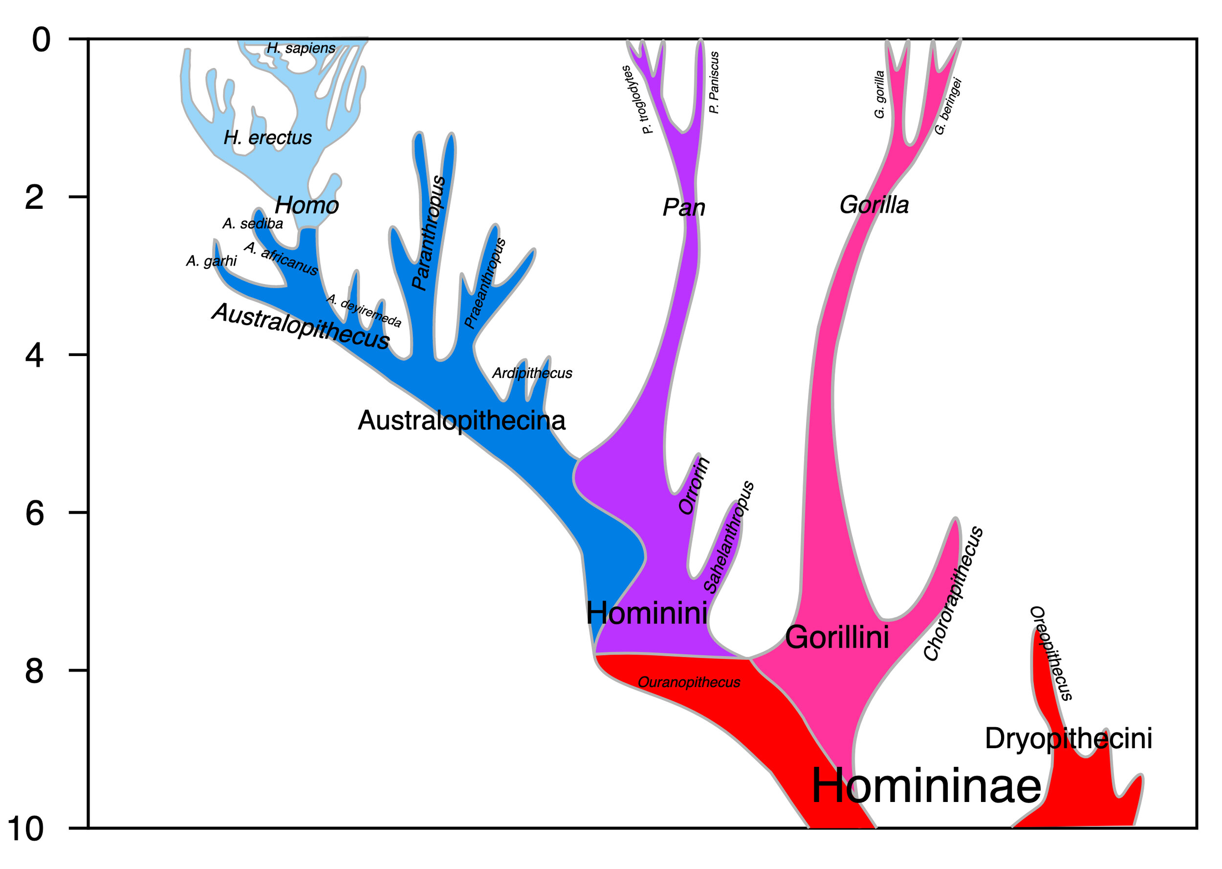 “过去1000万年的Hominini的系统发育模型。”垂直轴:数百万年BP。来源:wikidata.org.